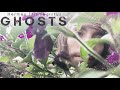 Ghosts (full album) | Hermes Trismegistus