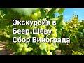 Экскурсия в Беер-Шеву.Парк Озера Беер-Шевы/Виноград#путешествия #naturebeauty #парк