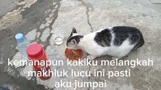 Harta hanya titipan #kucinglapar #streetfeeding #catlovert