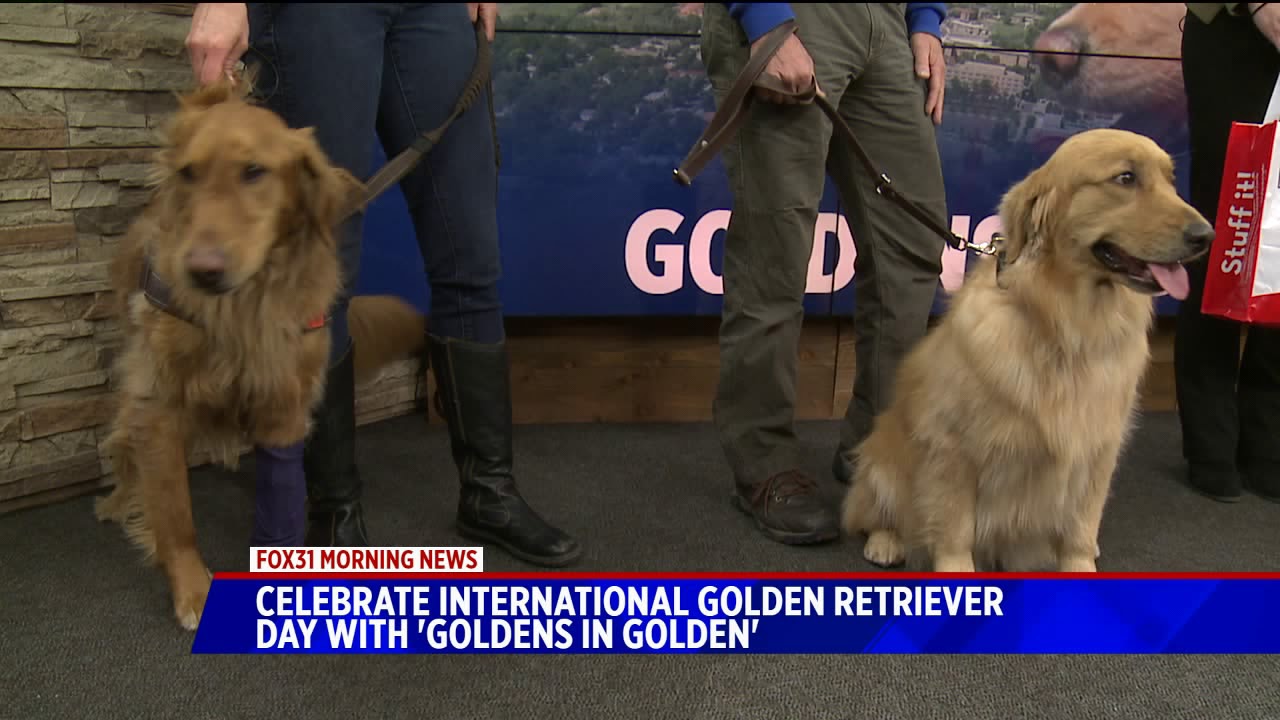 goldens in golden - YouTube