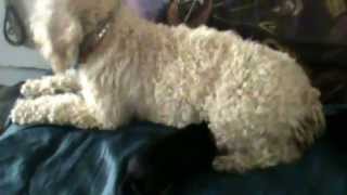 Videos Delise Ce Sont Des Pinchers Nains Recommandé Pour Vous