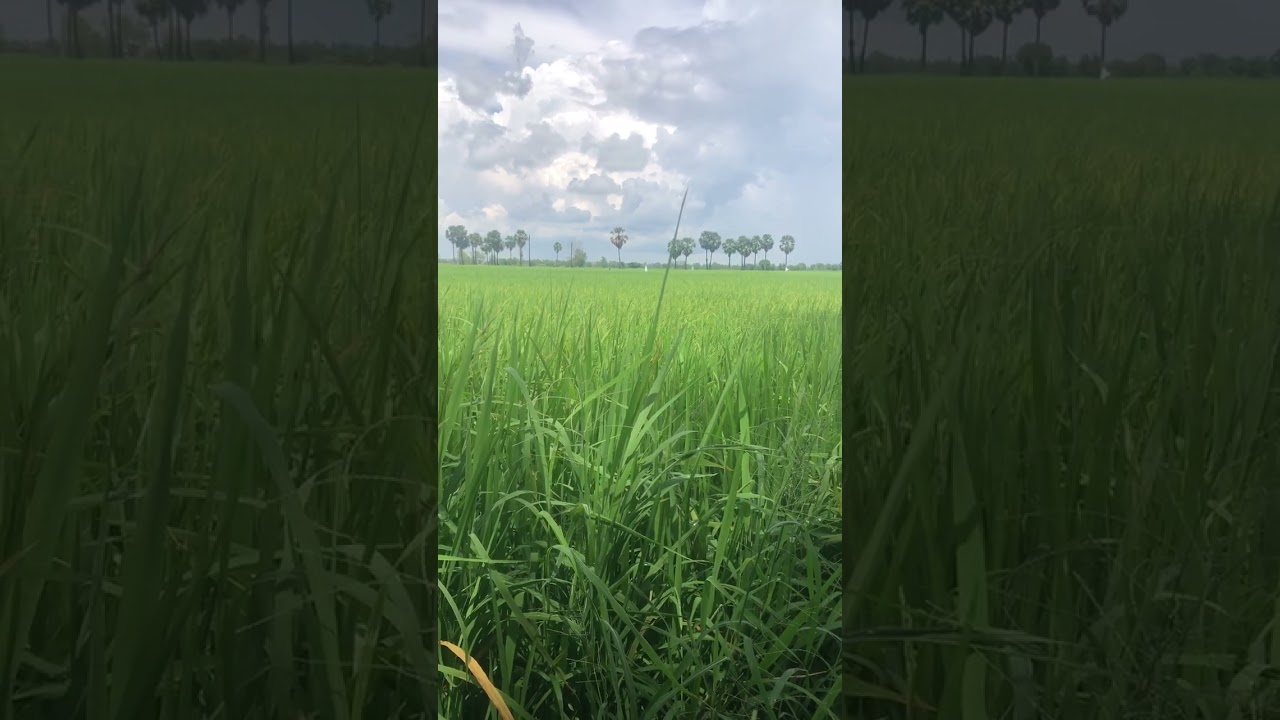 Beautiful rice field for relaxing, Amazing view 