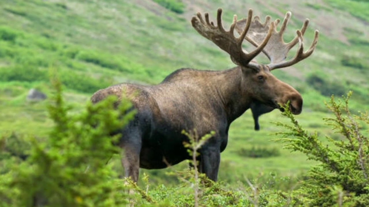 Лось в марте. Аляскинский Лось. Американский Лось Северной Америки. Североамериканский Лось. Лось красавец.