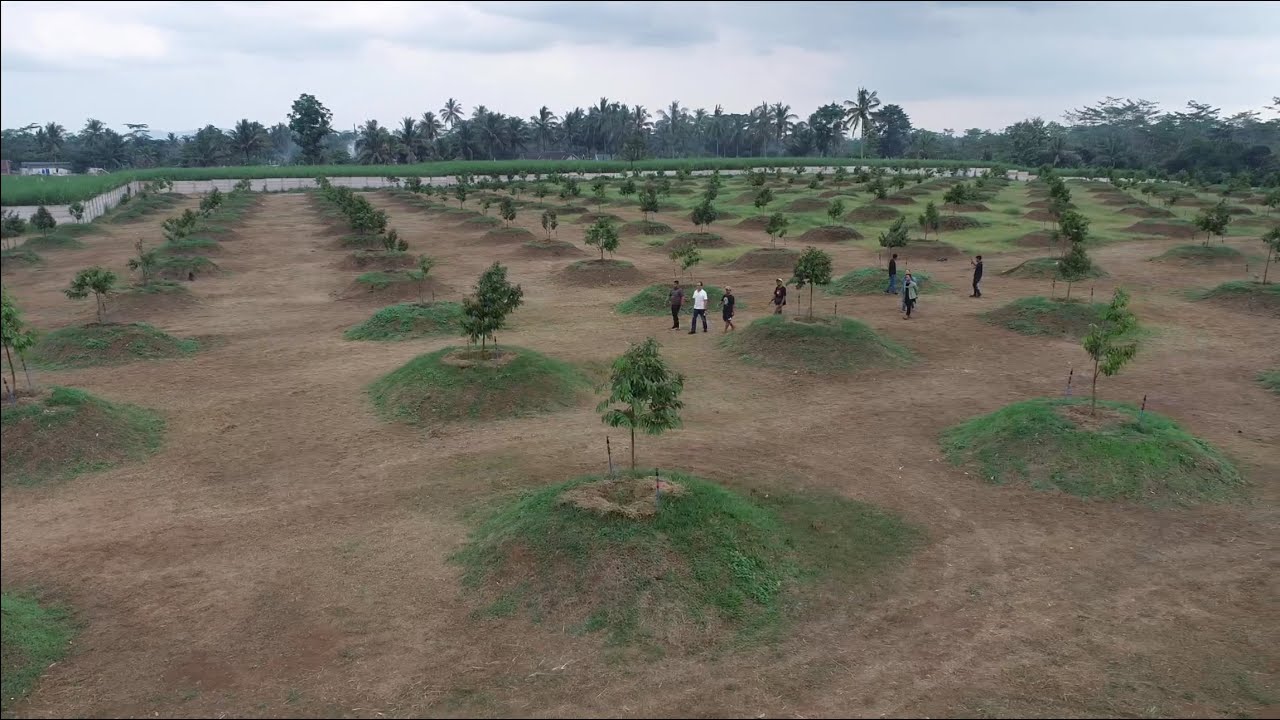Kebun Durian Impian di Malang Jawa Timur