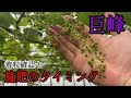 「ぶどうの作業」種ありぶどうはどう作る？少しだけ解説してます。