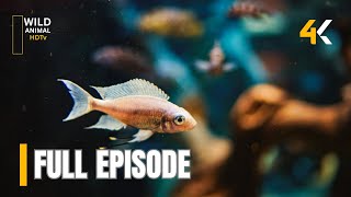 Aquarium - [ Full Episode ] | All Animals Documentaries |