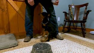 Puppy Development Touch Pad Training Session