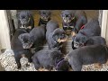 Best video A true look into our operation and all of our animals.. New youtube channel  8436703346.