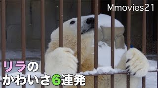 Surrender to mom,Polar Bear