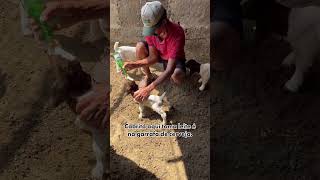 Amamentando O Cabrito Ó