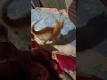 When the cat is naughty🤗🤗#cats #shortvideo #catvideos #funny