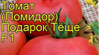 Томат обыкновенный Подарок Тёще. Краткий обзор, описание характеристик, где купить семена