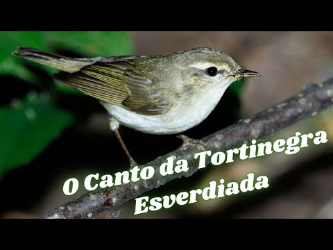 Vídeo: Toutinegra cinzenta: descrição, habitat, reprodução e manutenção em casa