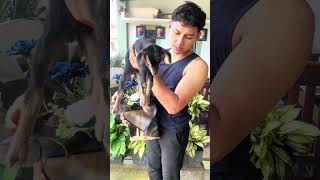 Buket cempe hitam #fyp #foryoupage #kambinglucu #wisuda #surprise #animals #beranda #funny #goat