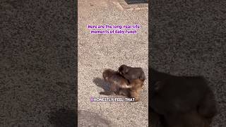 Punch naughty? This video has the answer 🤭 by Thippawan Wongsaeng #市川市動植物園 #punch #punchmonkey