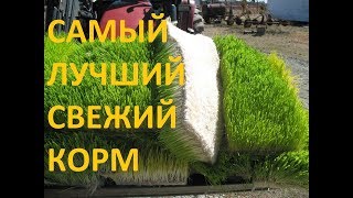 Разведение червей. Самый лучший свежий корм для червей.  Вермикомпост Дождевые черви Вермитехнологии