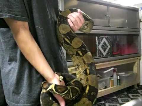 boa constrictor size and length boa constrictor size and length