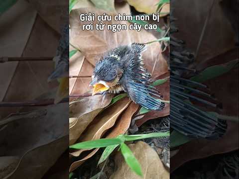 Chim non mới nở #chim #chimnon #chimcảnh #shorts