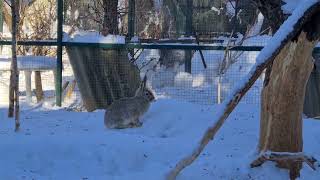 Angry Hare. Зло Концентрированное! Мася Нападает На Других Зайцев