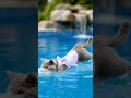 I M On Baecassion Swimming Time Cats Shorts Fyp Goviral I M On Baecassion Swimming Time Cats Shorts Fyp Goviral