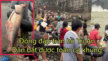 Dân bắt được hàng tạ cá khi đóng đập tràn ở trị an