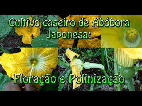 Vídeo: Abóboras Crescem Em Abóboras