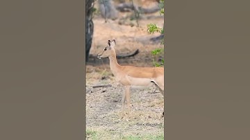 HYENA Try To Steals baby Impala From Python