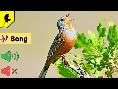 Vídeo: Bird Bunting Remez: foto, descrição, cativeiro