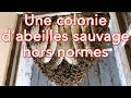 Sauvetage d’une énorme et jeune colonie d’abeilles sauvage - Des Abeilles et des Hommes # 2