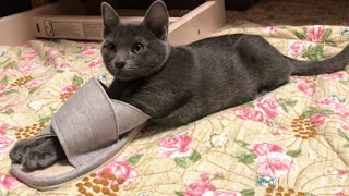 Puss in Slippers | Lucky Korat Cat by Lucky Korat Cat 274 views 2 years ago 1 minute, 18 seconds