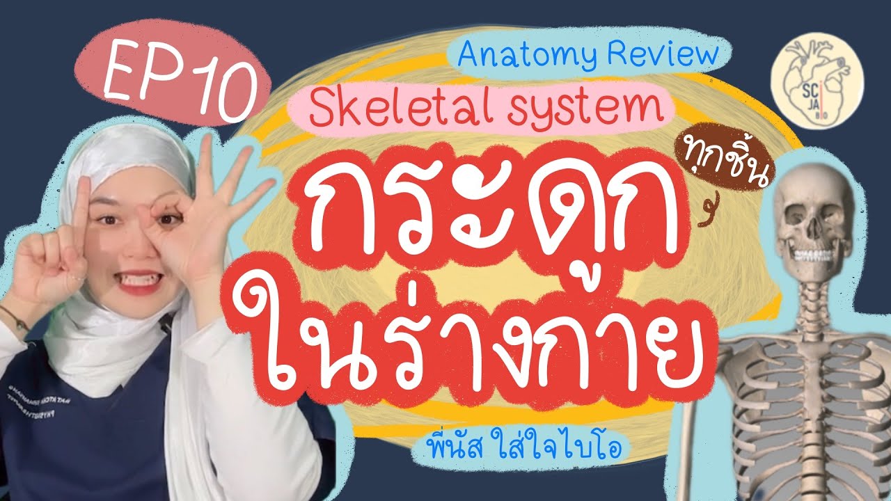กระดูกต่างๆในร่างกายมนุษย์ l Anatomy review: Day 10