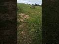 встреча с лисой #nature #fox
