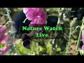 UK Bird Feeder Livestream