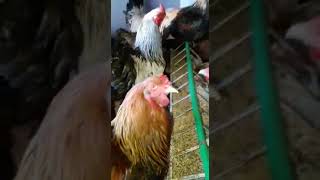 دجاج الزينة البراهمة