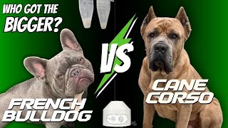 Boost Your Breeding Success with Centrifugation & Breed like a pro! by The Bulldog Breeder 1,363 views 4 months ago 12 minutes, 38 seconds