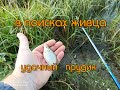 В поисках живца . Удачный прудик.