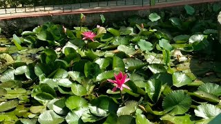 Original Beautiful Lotus Flowers | Soothing Music screenshot 4