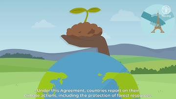 Forests and Transparency under the Paris Agreement