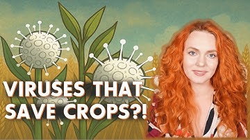 The Viruses That Live in Fungi – A New Tool for Agriculture?