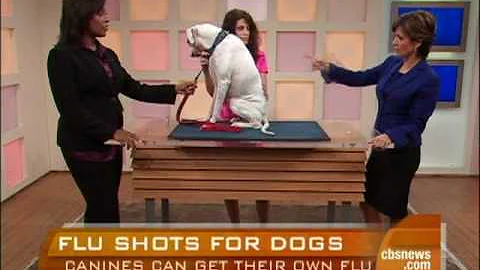 Dog Flu Explained