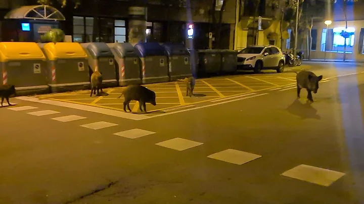 Quit Hoggin' the Road! Wild Boars Cross Barcelona Street