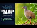 Small-billed Tinamou Song &amp; Calls | Crypturellus parvirostris | Spectrogram
