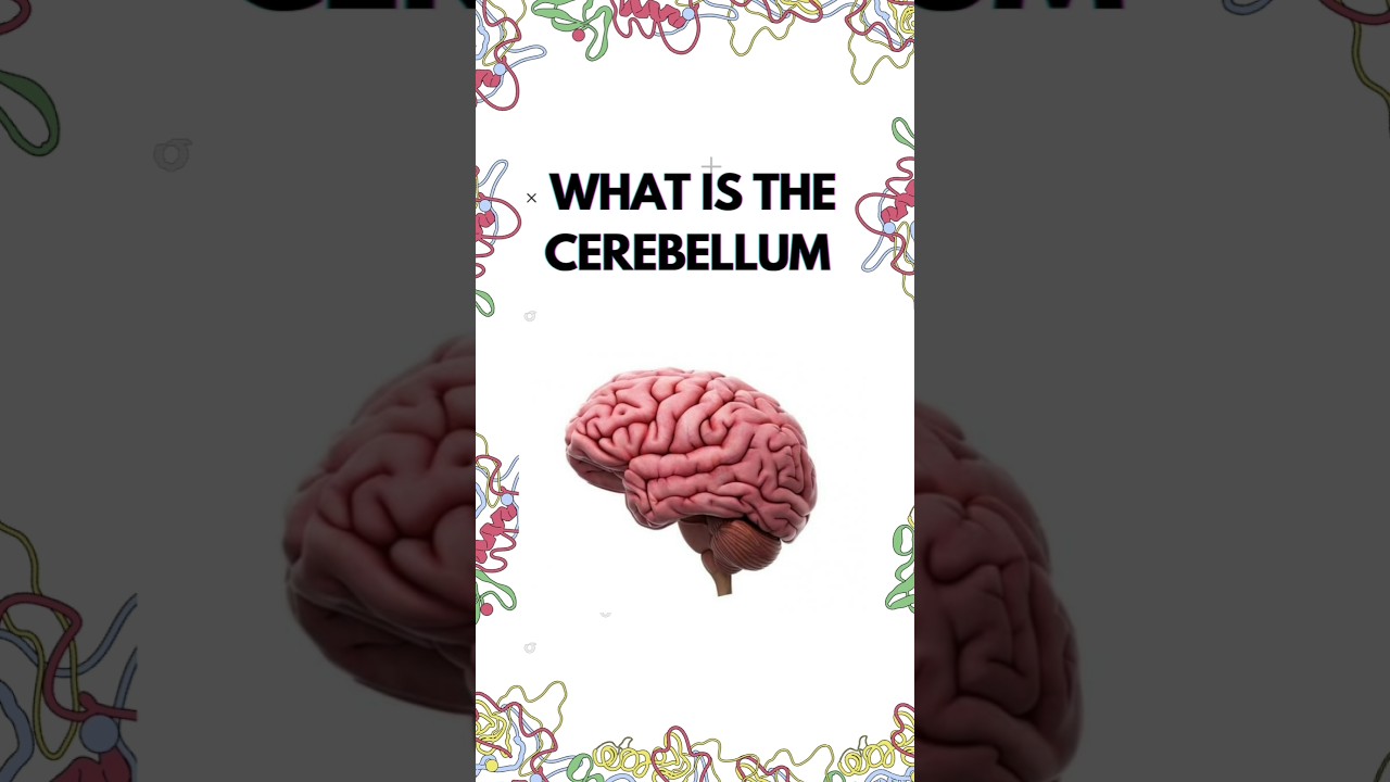 What is CEREBELLUM 