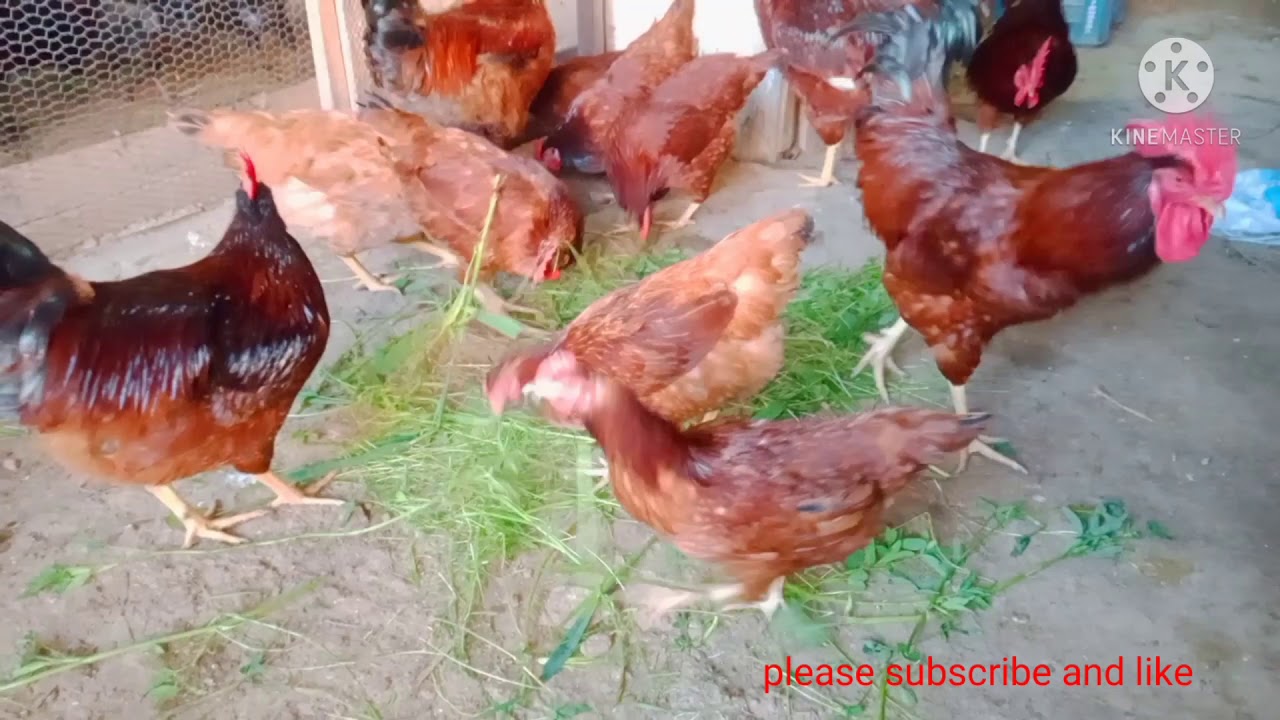 Rhode Island Red layer eggs farming | poultry farming business,