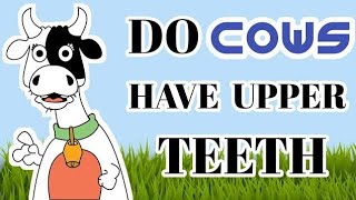 Randomfact#shortfact#shortvideo#cow has no upper teeth