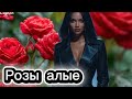 Розы алые мои ты не взяла