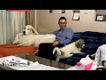 距離感の探り合いをしているルンルンとアランとベルです　Great Pyrenees　グレートピレニーズ