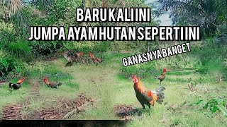 mikat ayam hutan_baru pertama kali jumpa ayam hutan seganas ini