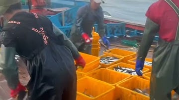 This is How Fisherman Catch Hundreds Tons Salmon. Modern Fish Processing & Fishing Net Video