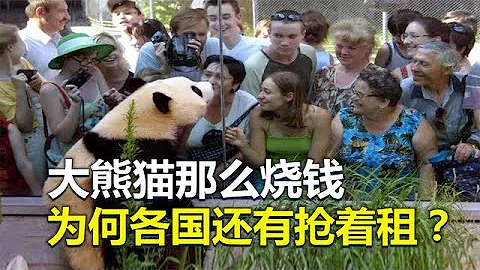 租熊猫挣航母？大熊猫那么“烧钱”，为什么各国还抢着租？ - 天天要闻
